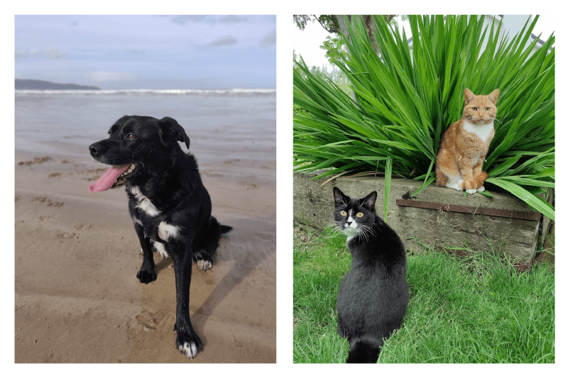 Sarah Robinson's Pets - Dog and Cats